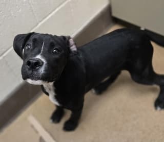 Jill, a Pit Bull Terrier (mix breed), available for adoption