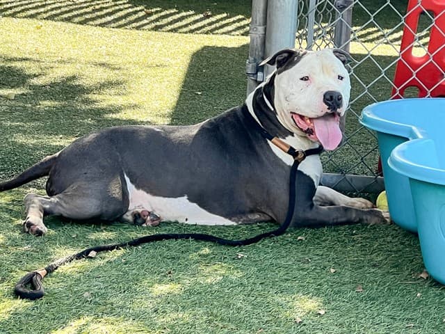 Rex, a Pit Bull Terrier, available for adoption