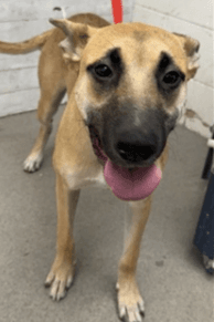 Kanga, a German Shepherd, available for adoption