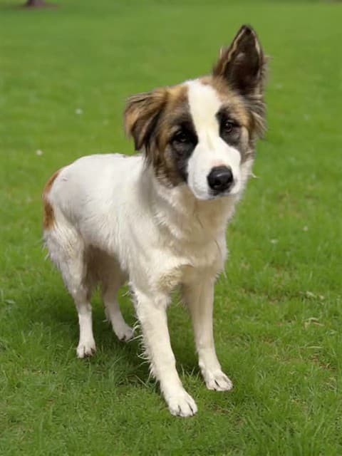 Bernadette, a Akita, available for adoption