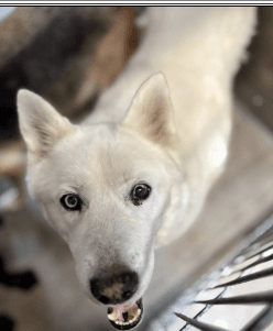 Whitney, a Siberian Husky, available for adoption