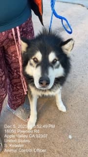 Kane, a Siberian Husky (mix breed), available for adoption