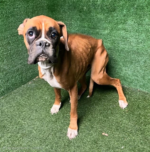 Cinnamon, a Boxer, available for adoption