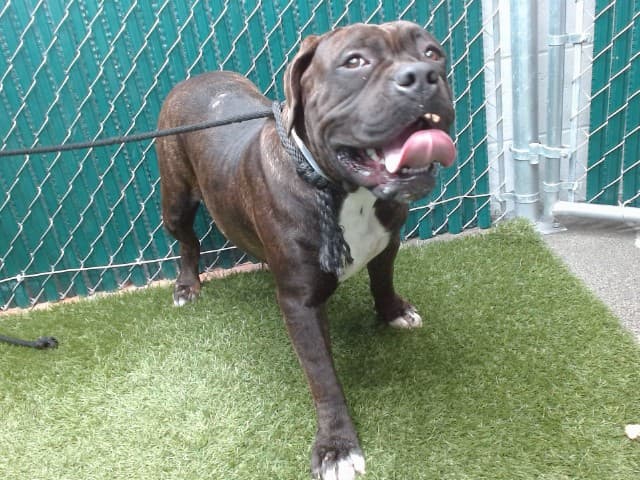Nova, a Cane Corso Mastiff, available for adoption