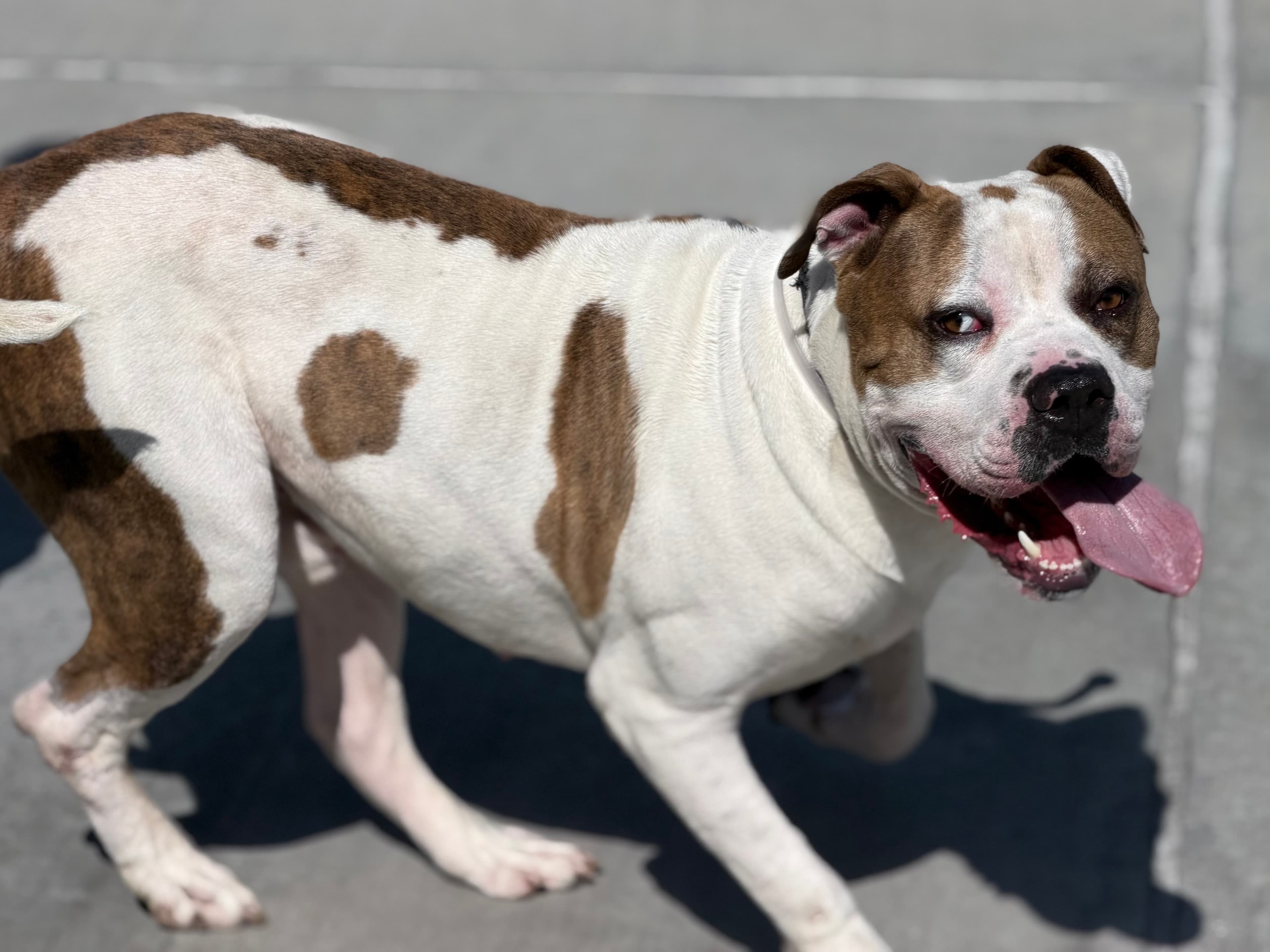 Chance, a Pit Bull Terrier, available for adoption