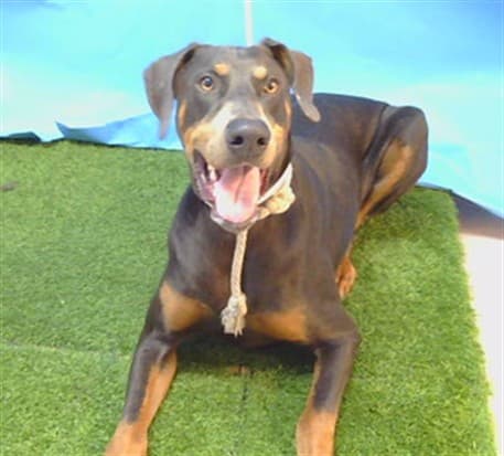 A5789028, a Doberman Pinscher, available for adoption