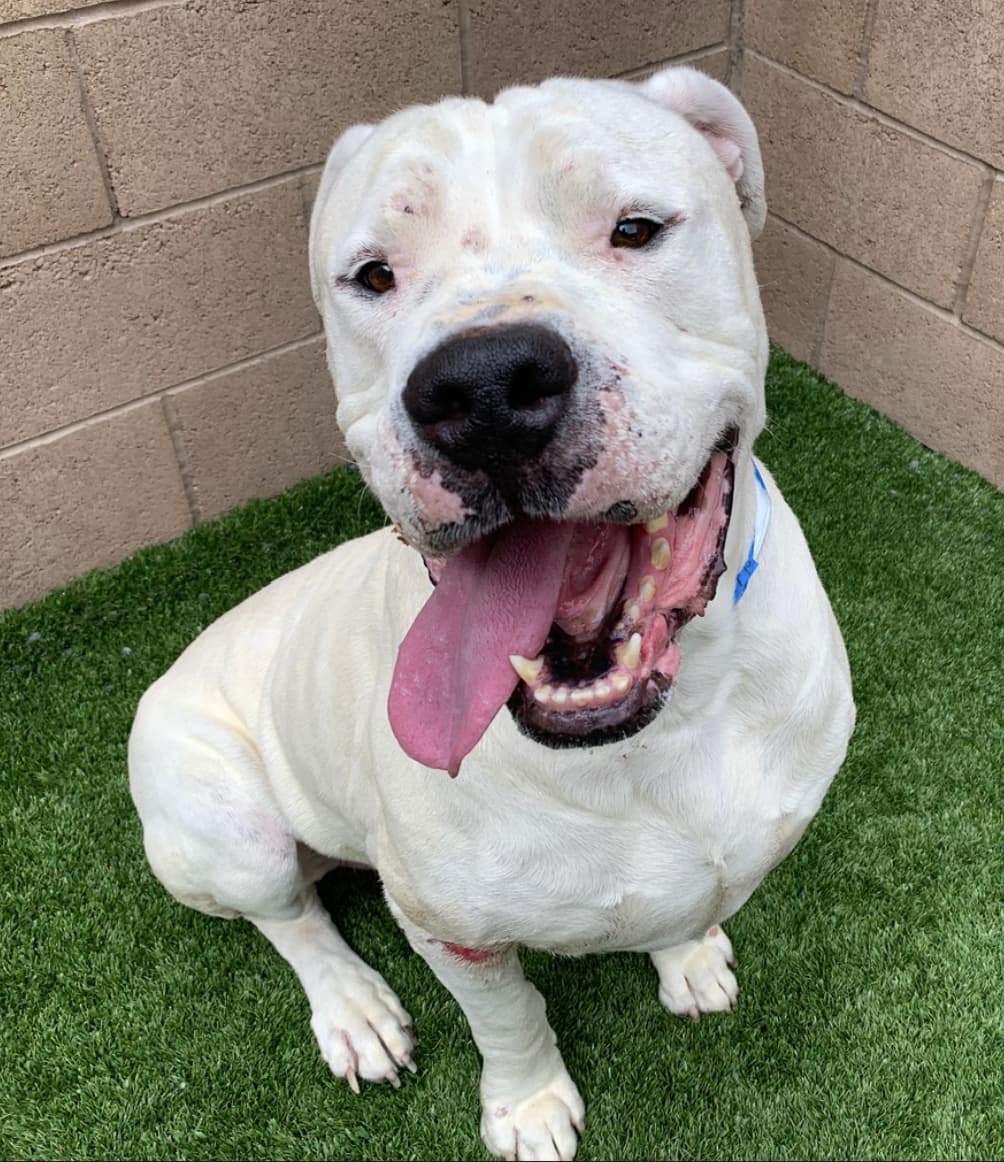 Manney, a Dogo Argentino, available for adoption