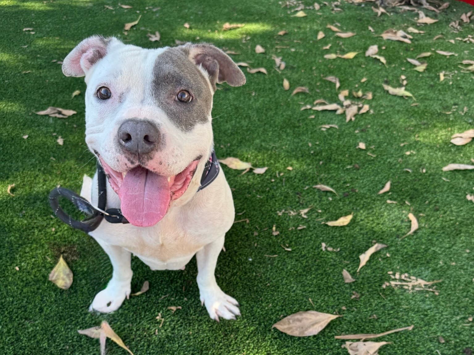 Lucy, a Pit Bull Terrier, available for adoption
