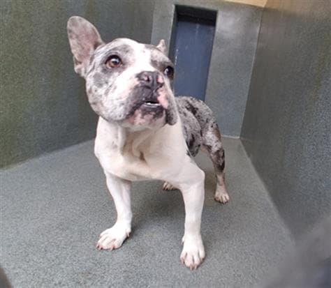 Chata, a French Bulldog, available for adoption