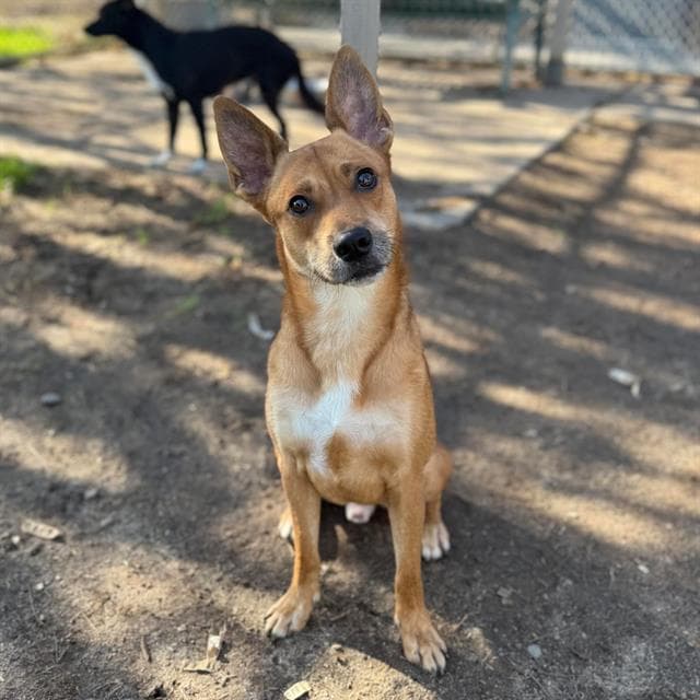 Bingo, a Carolina Dog, available for adoption