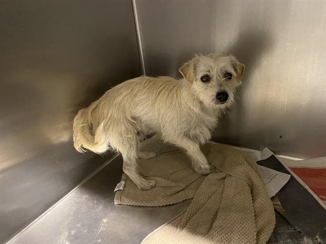 Tahiti, a Norfolk Terrier, available for adoption
