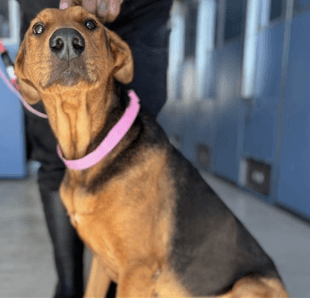Jackie, a German Shepherd, available for adoption