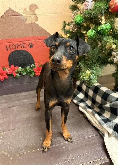 Peanut, a Miniature Pinscher, available for adoption
