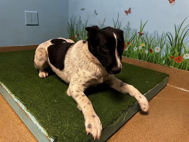 Pepe, a Australian Cattle Dog/Blue Heeler, available for adoption