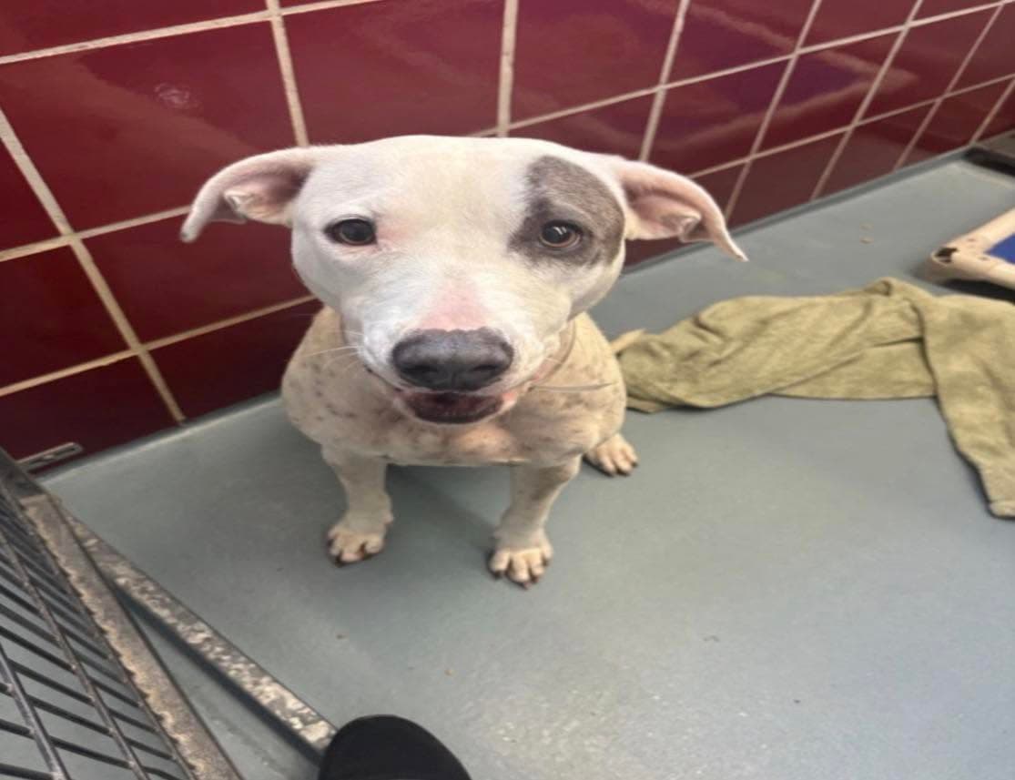 Janie, a American Staffordshire Terrier, available for adoption