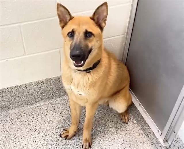 Junior, a German Shepherd, available for adoption