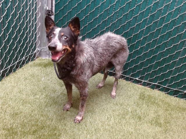 Penelope, a Australian Cattle Dog/Blue Heeler, available for adoption