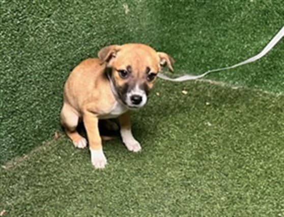 Perdita, a German Shepherd, available for adoption