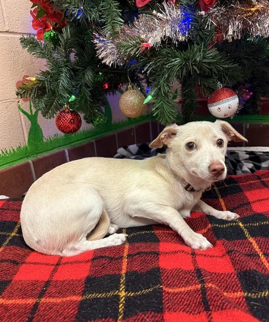 Sweetie Pie, a Chihuahua, available for adoption
