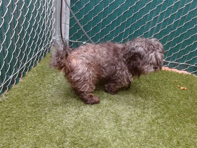 Boogie, a Poodle, available for adoption
