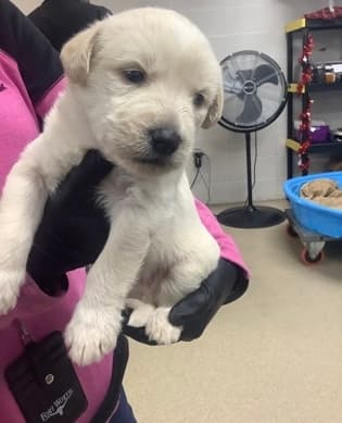 Stan, a Shepherd, available for adoption
