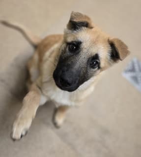 Hope, a Shepherd (mix breed), available for adoption