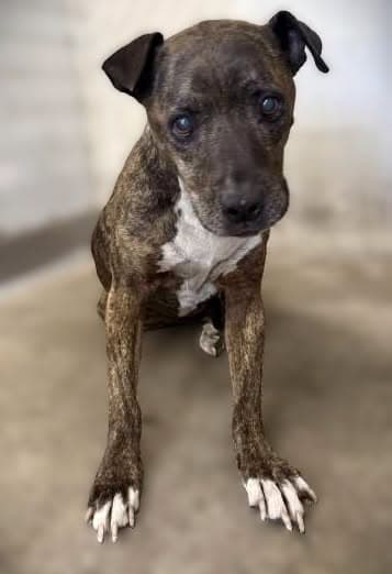 Penelope, a Pit Bull Terrier (mix breed), available for adoption