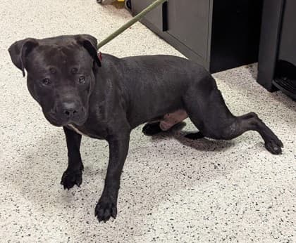 Botswana, a Black Labrador Retriever, available for adoption