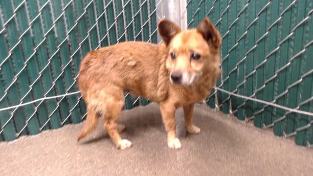 A5789891, a Welsh Corgi, available for adoption