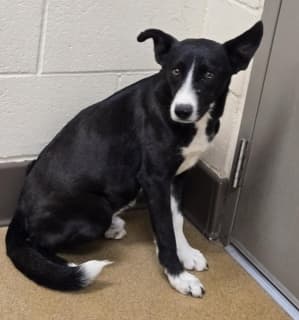 Holland, a Collie (mix breed), available for adoption