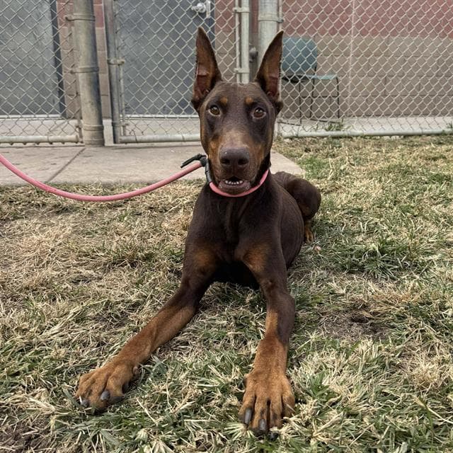Dorian, a Doberman Pinscher, available for adoption
