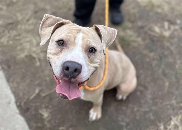Doja, a Pit Bull Terrier, available for adoption