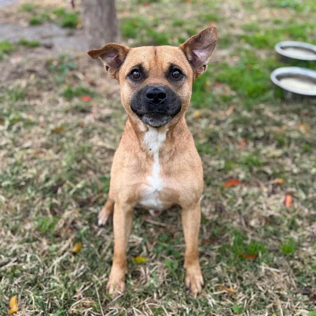 Richie, a German Shepherd, available for adoption