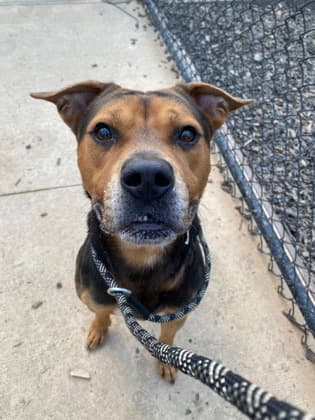 Soulja Boy5, a Terrier, available for adoption