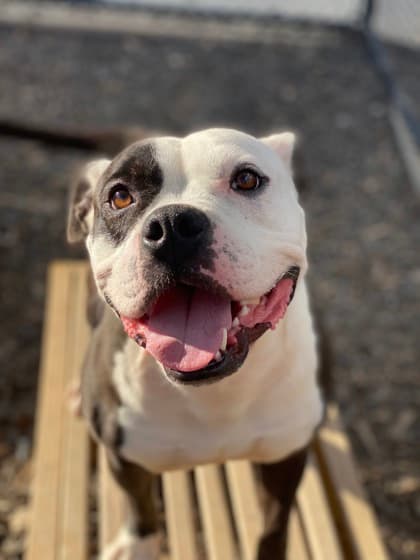 Cash, a American Bulldog, available for adoption