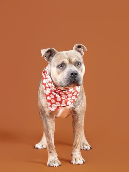 Uhaul5, a Pit Bull Terrier, available for adoption