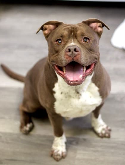 Sugar Bear, a Pit Bull Terrier, available for adoption