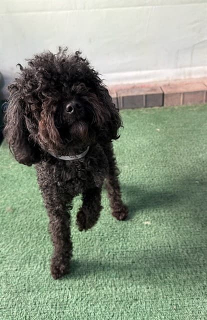 A5788961, a Poodle, available for adoption