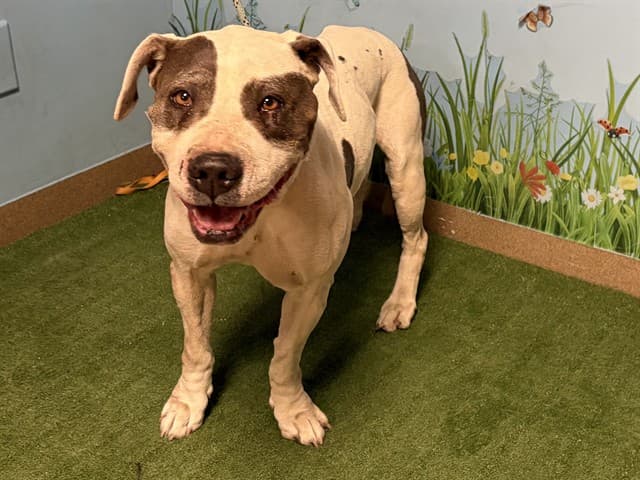 Lotus, a Pit Bull Terrier, available for adoption