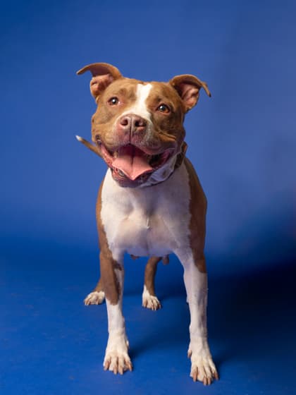 Cobber, a Pit Bull Terrier, available for adoption