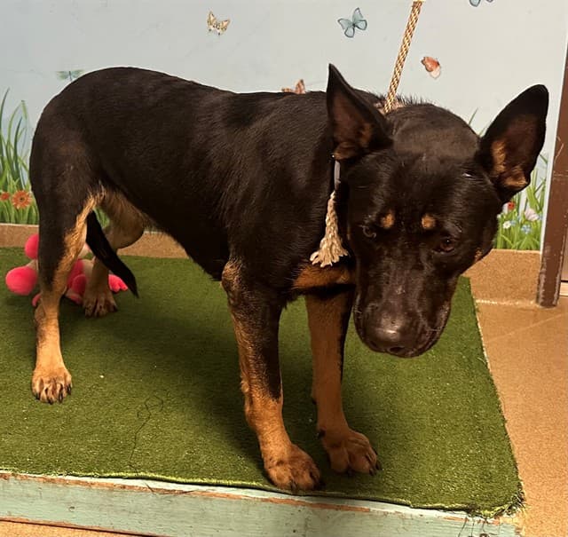 Azula, a German Shepherd, available for adoption