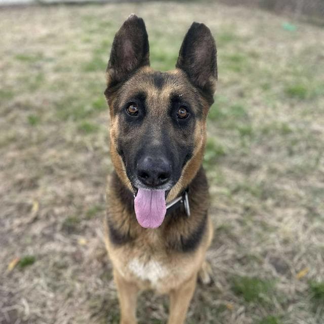 Yogi, a German Shepherd, available for adoption