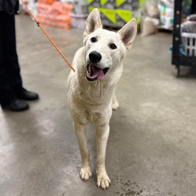 Luna, a Siberian Husky, available for adoption