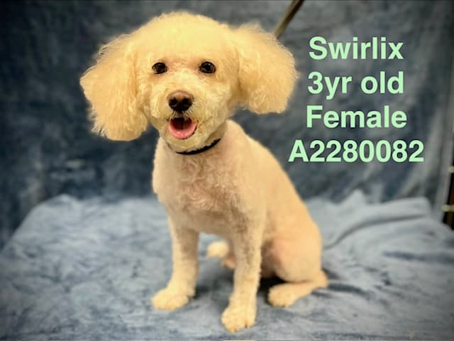 Swirlix, a Poodle, available for adoption