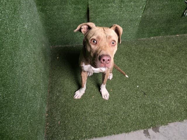 Sir, a Pit Bull Terrier, available for adoption