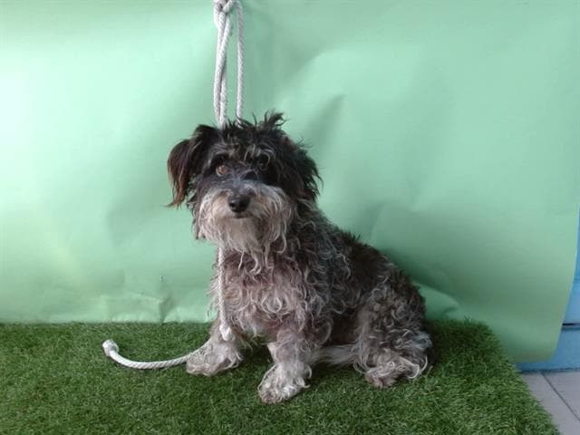 Lorenza, a Shih Tzu, available for adoption