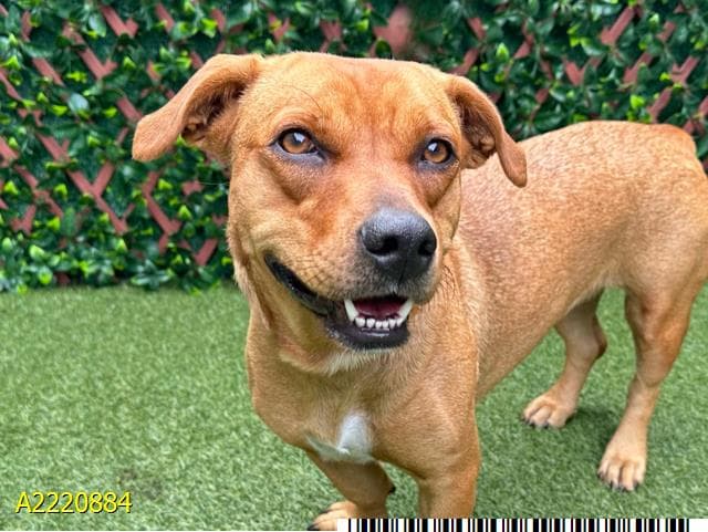 Sassy, a Hound (mix breed), available for adoption
