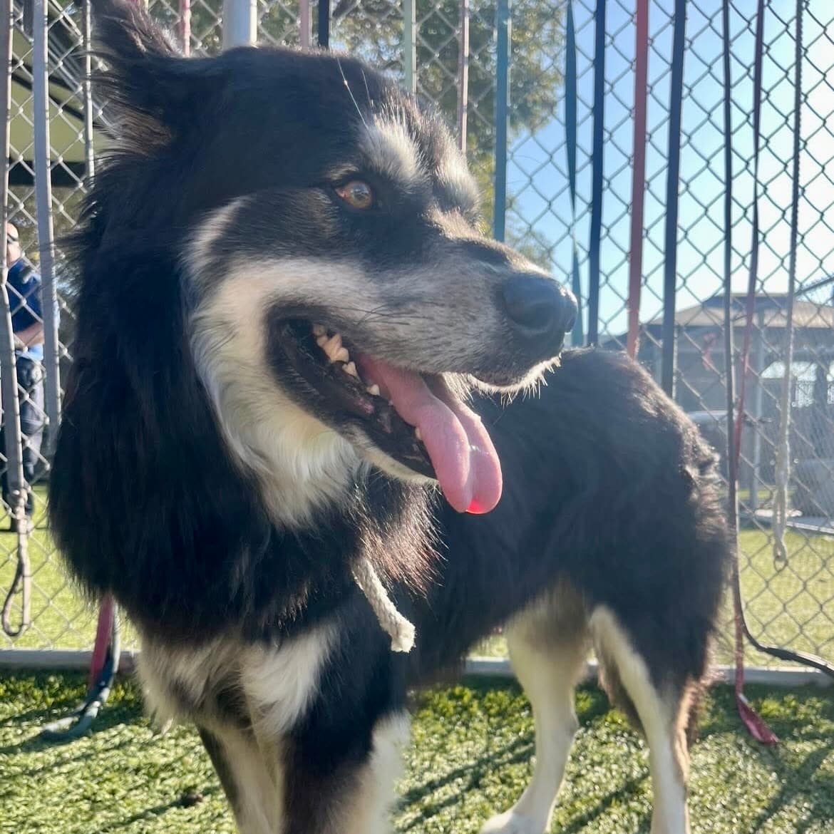 Greg, a Alaskan Malamute, available for adoption
