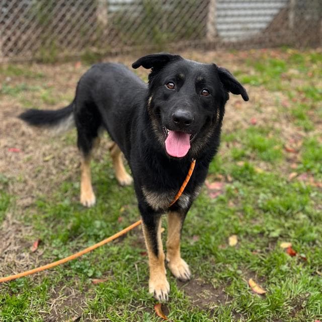 Baloo, a German Shepherd, available for adoption