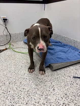 Bean Bag, a Terrier, available for adoption